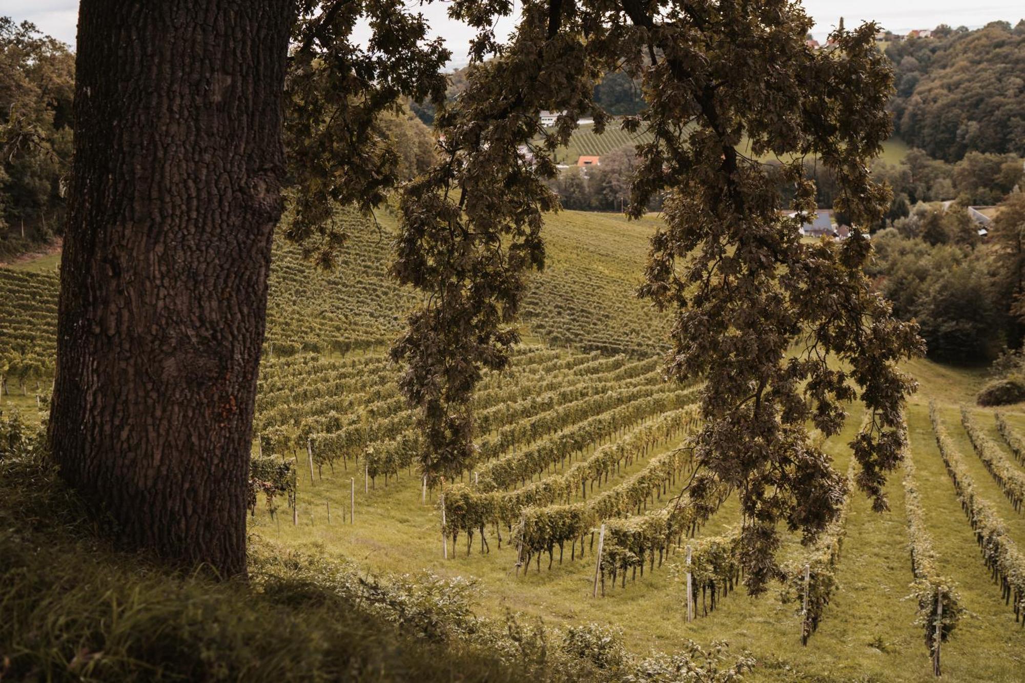 Weingut Assigal Villa Leibnitz Eksteriør billede