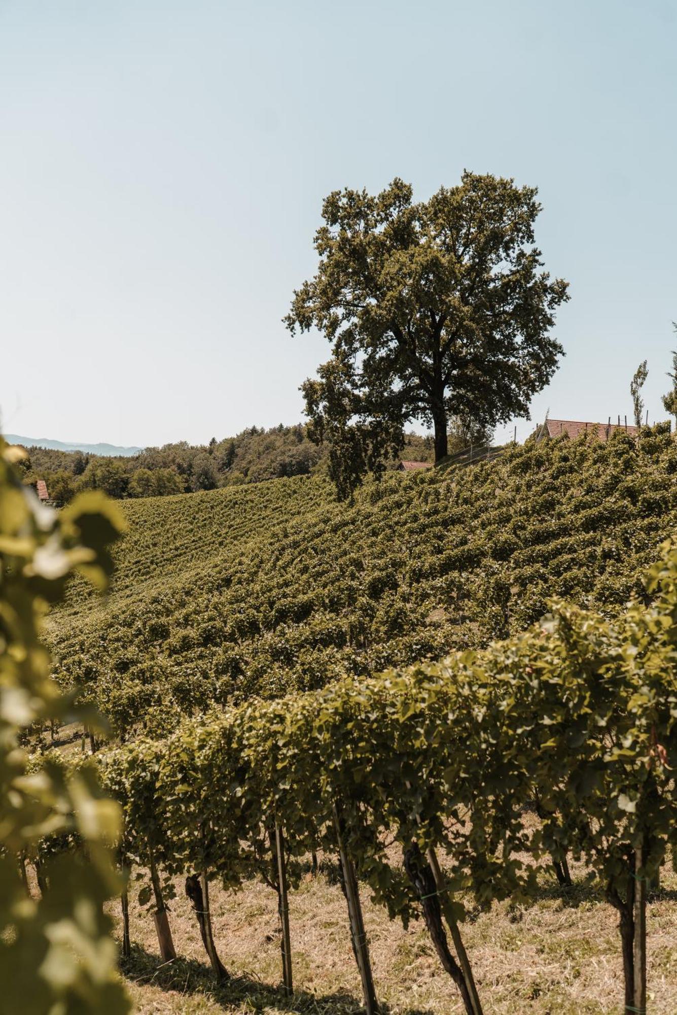 Weingut Assigal Villa Leibnitz Eksteriør billede